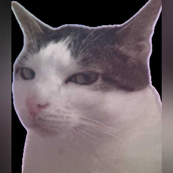 Used Cat - Picture 5 of 5